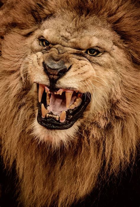 Lion S Roar brabet
